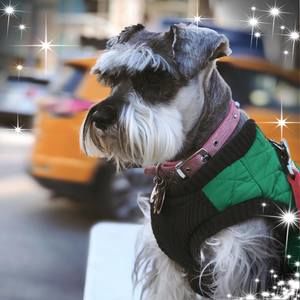 Meet your Posher, Josef